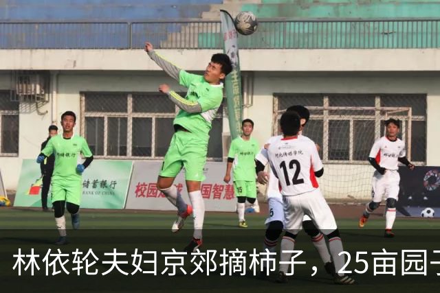 林依轮夫妇京郊摘柿子，25亩园子80多棵柿子树，喜获大丰收